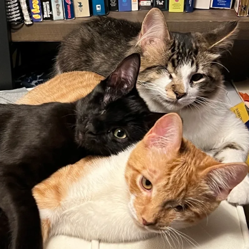 Maverick, Goose, and Iceman - the three one-eyed cats